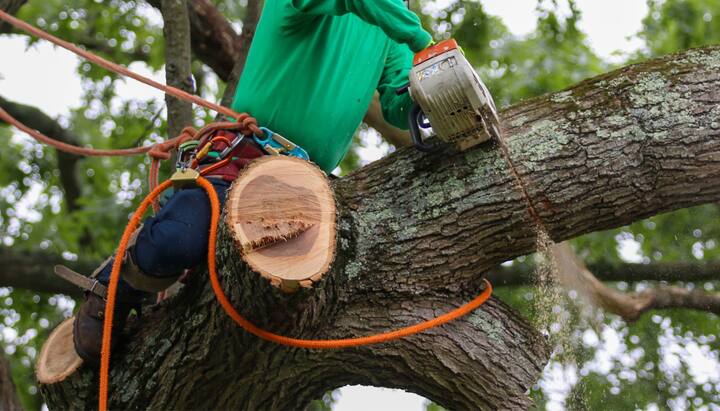 A professional tree trimming service worker hangs on branch