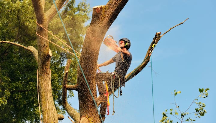 Tree removal partner of local company cuts down branch