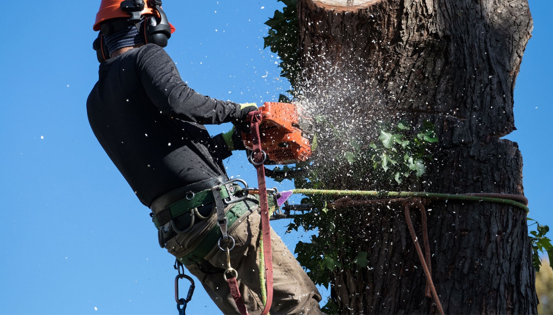 A tree removal worker performs solutions in Chesapeake, Virginia property