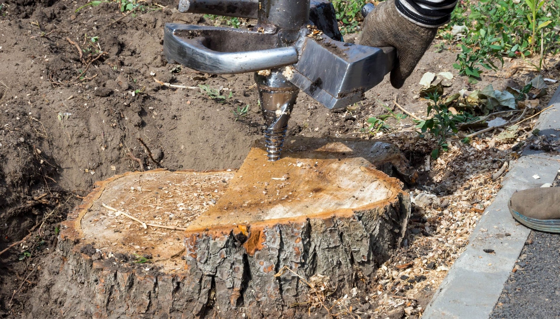 A tree stump expert wears work gloves in Chesapeake, Virginia